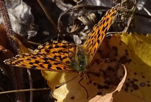 Réf. 214 174 : Boloria dia